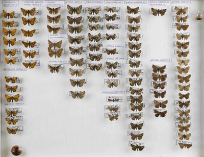 de nombreux papillons exposés dans une vitrine