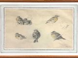dessin représentant un groupe d'oiseaux perchés sur une table
