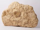 a large rock that has a face on it