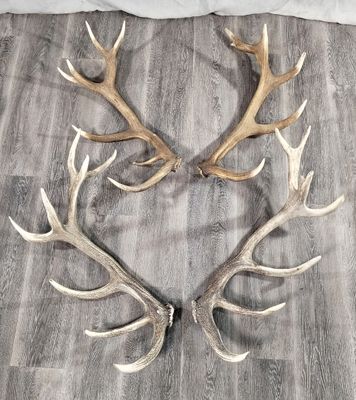 deux bois de cerf posés sur un parquet, à côté d'un oreiller