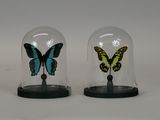 two glass cloches with a butterfly inside of them
