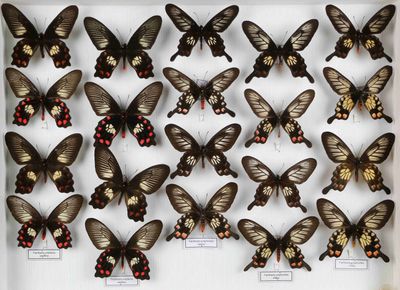 de nombreux papillons exposés dans une boîte blanche