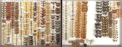 two pictures of a woman standing in front of a display of beads