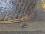 a picture of a painting of a bird and a basket of fruit
