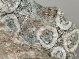 a close up of a piece of rock that has some kind of fungus on it