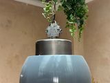 a plant that is hanging from the ceiling of a room