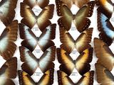 a lot of butterflies that are on display in a box