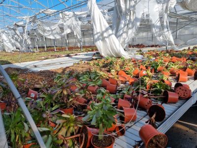 de nombreuses plantes en pot qui se trouvent dans une serre