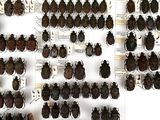 a lot of bugs that are on display on the wall