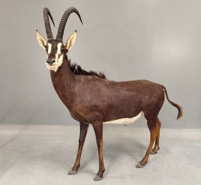 une antilope debout dans une pièce sur fond gris