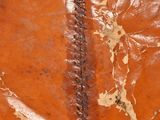 a close up picture of a screw in a plastic bag