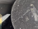 a close up view of a black object in a white bowl
