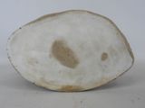 a close up of a white object with a brown spot on it