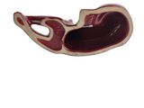 an image of a red and white bowl on a white background