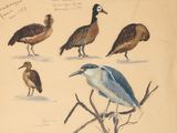 quatre oiseaux perchés sur une branche d'arbre