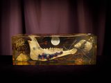 an image of a fake animal skull in a glass box