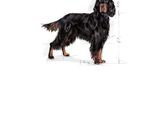 a drawing of a dog that is standing on a white surface