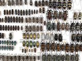 a lot of bugs that are on the wall