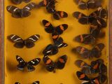 an image of a display of butterflies in a wooden frame