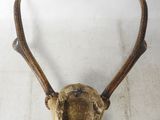 an image of a deer ' s head mounted on a wall
