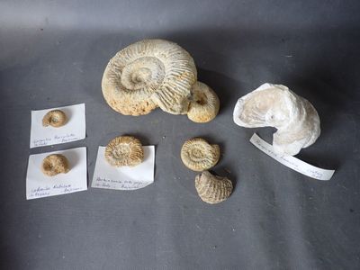 Plusieurs spécimens fossiles sont exposés sur une table, accompagnés d'étiquettes