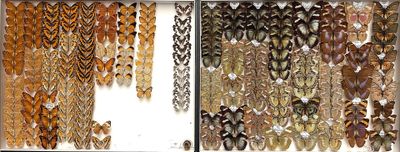 a lot of different types of feathers in a display case