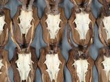 de nombreux crânes de cerfs accrochés au mur