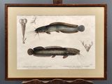 une vieille gravure représentant deux poissons, encadrée et posée sur une table