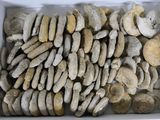 a box full of rocks that are sitting in a box