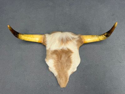 Massacre de vache. 33 x 53 cm.