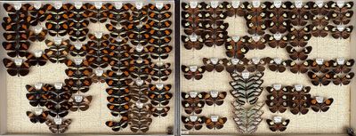 two pictures of a display of butterflies in a glass case