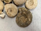 a lot of mushrooms that are on a table