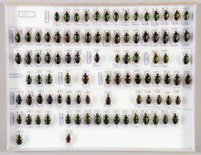 un gros plan sur un ensemble de coléoptères exposés dans un cadre blanc