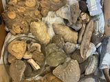 a box full of fossil specimens in a cardboard box