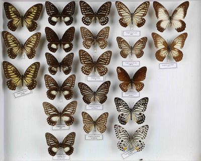 de nombreux types de papillons différents présentés dans une vitrine