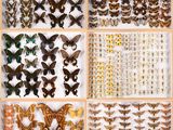 a collage of butterflies and moths displayed in a glass case