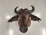 a picture of a cow head mounted on a wall