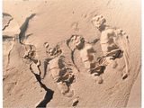 footprints in the sand of a man and a woman on the beach