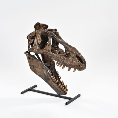 une image montrant un gros plan d'un crâne de dinosaure posé sur un socle