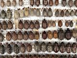a lot of beetles that are on display on the wall