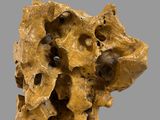 a close up of a piece of rock with holes in it