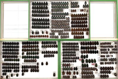 a lot of beetles that are on display in the window