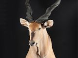 a close up of a deer head with large horns on a black background