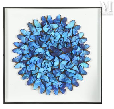 a close up of a picture of blue butterflies in a black frame