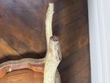 a deer antler that is laying on the floor next to a chair