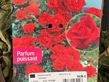 a tag with a picture of a bunch of red roses on it