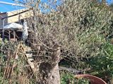 a tree that is growing out of a fence