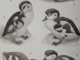 four different kinds of ducks sitting on the ground