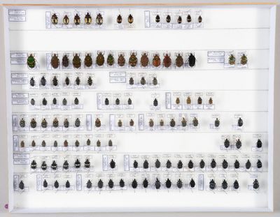 de nombreux coléoptères exposés dans une vitrine