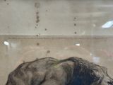 a drawing of a large elephant in a glass case